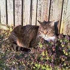 Blanding af racer Simba *RIP*