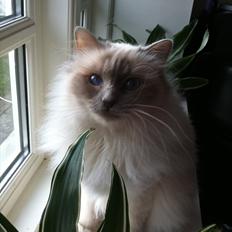 Hellig Birma Viola Lillamasket