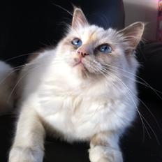 Hellig Birma Snowie blåtortie