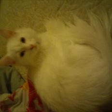 Maine Coon Zippo