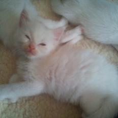 Maine Coon Zippo