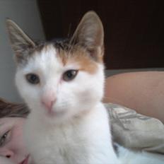 Blanding af racer Miv