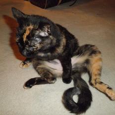 Blanding af racer Didlline