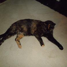 Blanding af racer Didlline