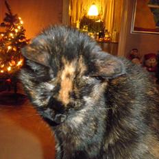 Blanding af racer Didlline