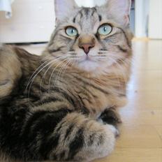 Kurilean Bobtail Silky catz Daquiri Darling