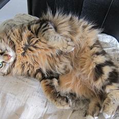 Kurilean Bobtail Silky catz Daquiri Darling