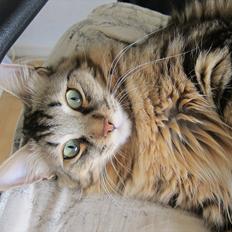 Kurilean Bobtail Silky catz Daquiri Darling