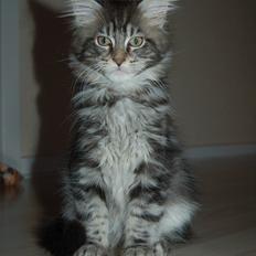 Maine Coon DK AnnahAip Alf