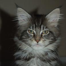 Maine Coon DK AnnahAip Alf