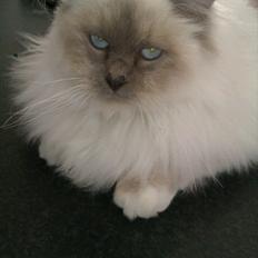 Hellig Birma Nise's Diamond (Buddha)