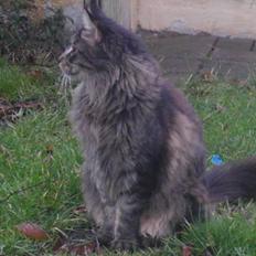 Maine Coon Sam
