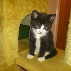 Blanding af racer Elton