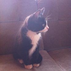 Blanding af racer Elton