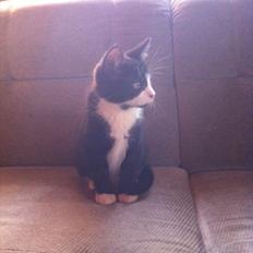 Blanding af racer Elton