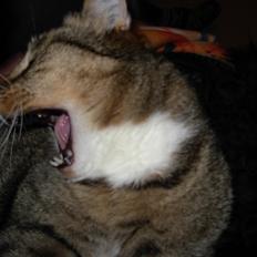 Huskat Sofus<3 R.I.P.<3