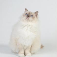 Hellig Birma Con Meo's Tic Tac (Zuma)