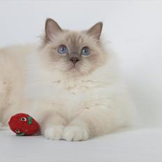 Hellig Birma Con Meo's Tic Tac (Zuma)