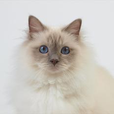 Hellig Birma Con Meo's Tic Tac (Zuma)