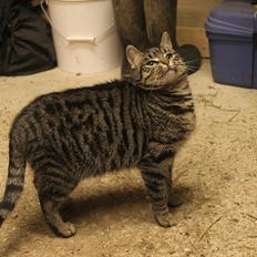 Blanding af racer Dorrit - staldkat