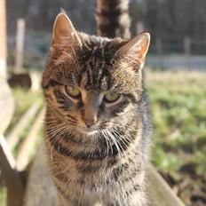 Blanding af racer Dorrit - staldkat