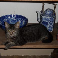 Blanding af racer Simba