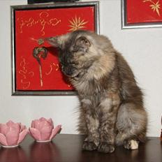 Maine Coon Harndahls Billie Jean 