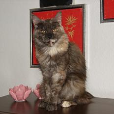 Maine Coon Harndahls Billie Jean 