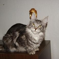 Maine Coon Coonations Mauna Loa 