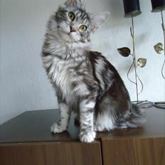 Maine Coon Coonations Mauna Loa 