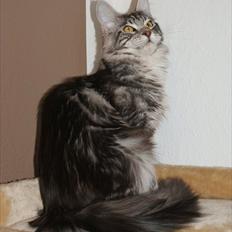 Maine Coon Coonations Mauna Loa 