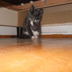 Blanding af racer Cornelius