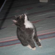 Blanding af racer Cornelius