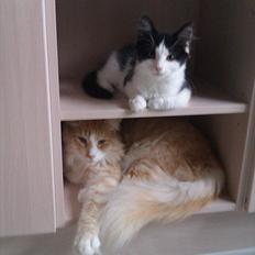 Norsk Skovkat Malakai