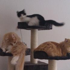 Norsk Skovkat Malakai