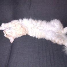 Norsk Skovkat Malakai