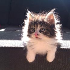 Blanding af racer Tut