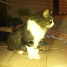 Blanding af racer Tut