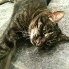 Huskat mimmi