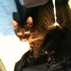 Huskat mimmi