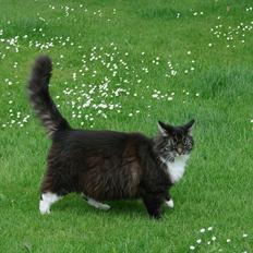 Blanding af racer Speedy