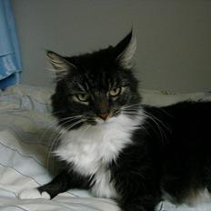 Blanding af racer Speedy