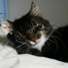 Blanding af racer Speedy