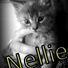 Blanding af racer Nellie