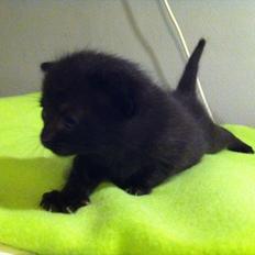 Huskat Himmelmis Manse