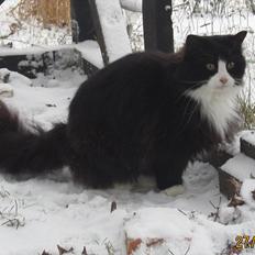 Blanding af racer <3 Miv <3