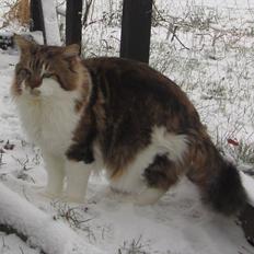 Maine Coon Løve Hulen's Golden Wolf 23/1 (Bor ved min moster)