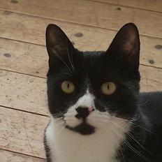 Blanding af racer Kiskat