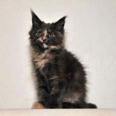 Maine Coon Caemsocoons Pink Chasmere