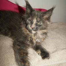 Maine Coon Caemsocoons Pink Chasmere